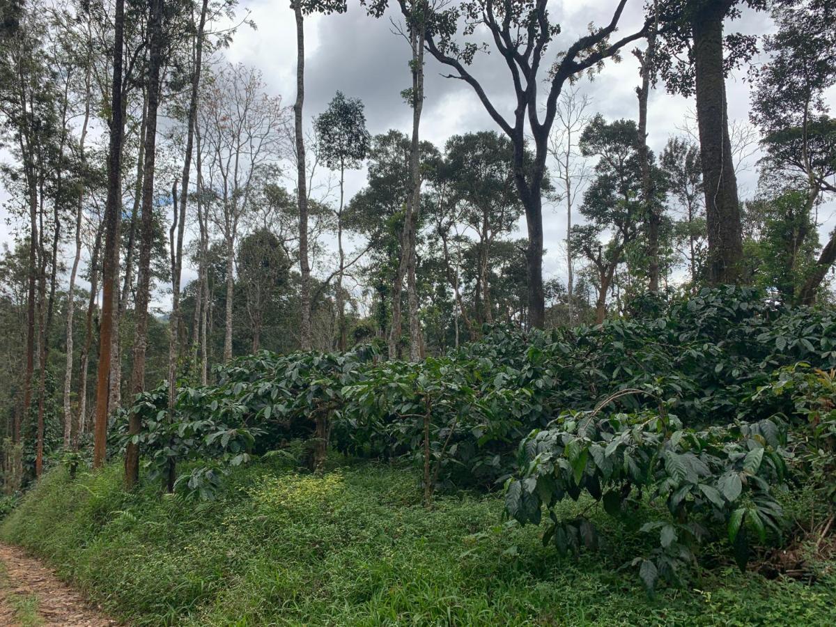 Sandev Homestay Madikeri Zewnętrze zdjęcie