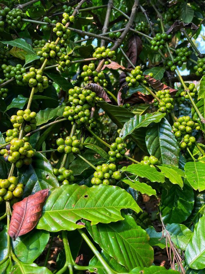 Sandev Homestay Madikeri Zewnętrze zdjęcie