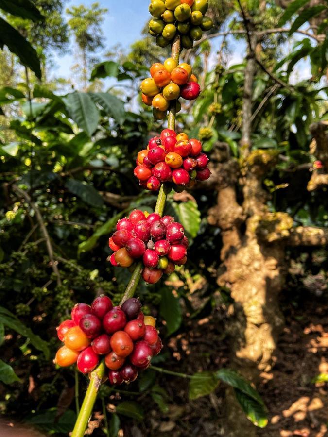 Sandev Homestay Madikeri Zewnętrze zdjęcie
