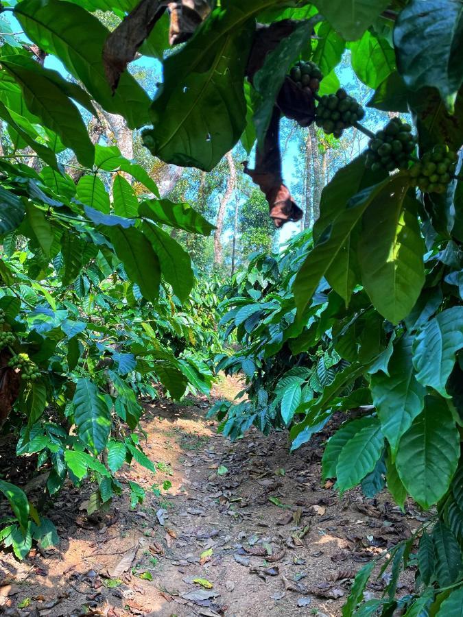 Sandev Homestay Madikeri Zewnętrze zdjęcie