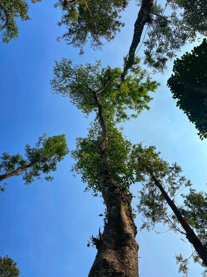 Sandev Homestay Madikeri Zewnętrze zdjęcie